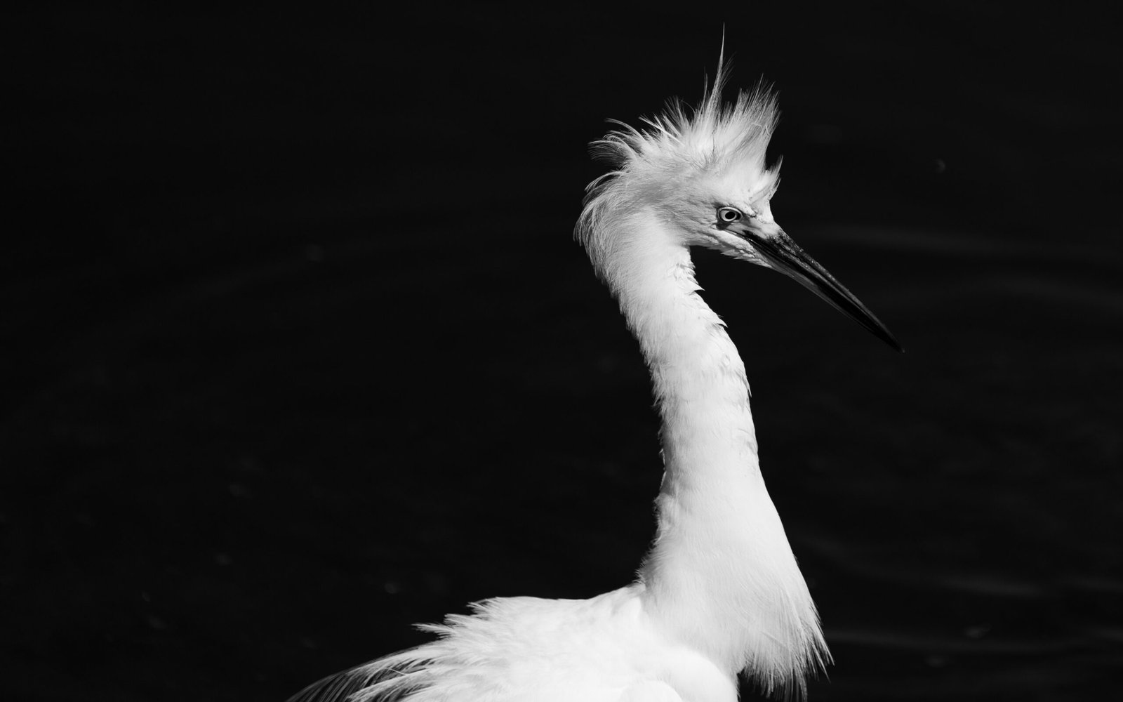 Snowy Egret Black and white artistic